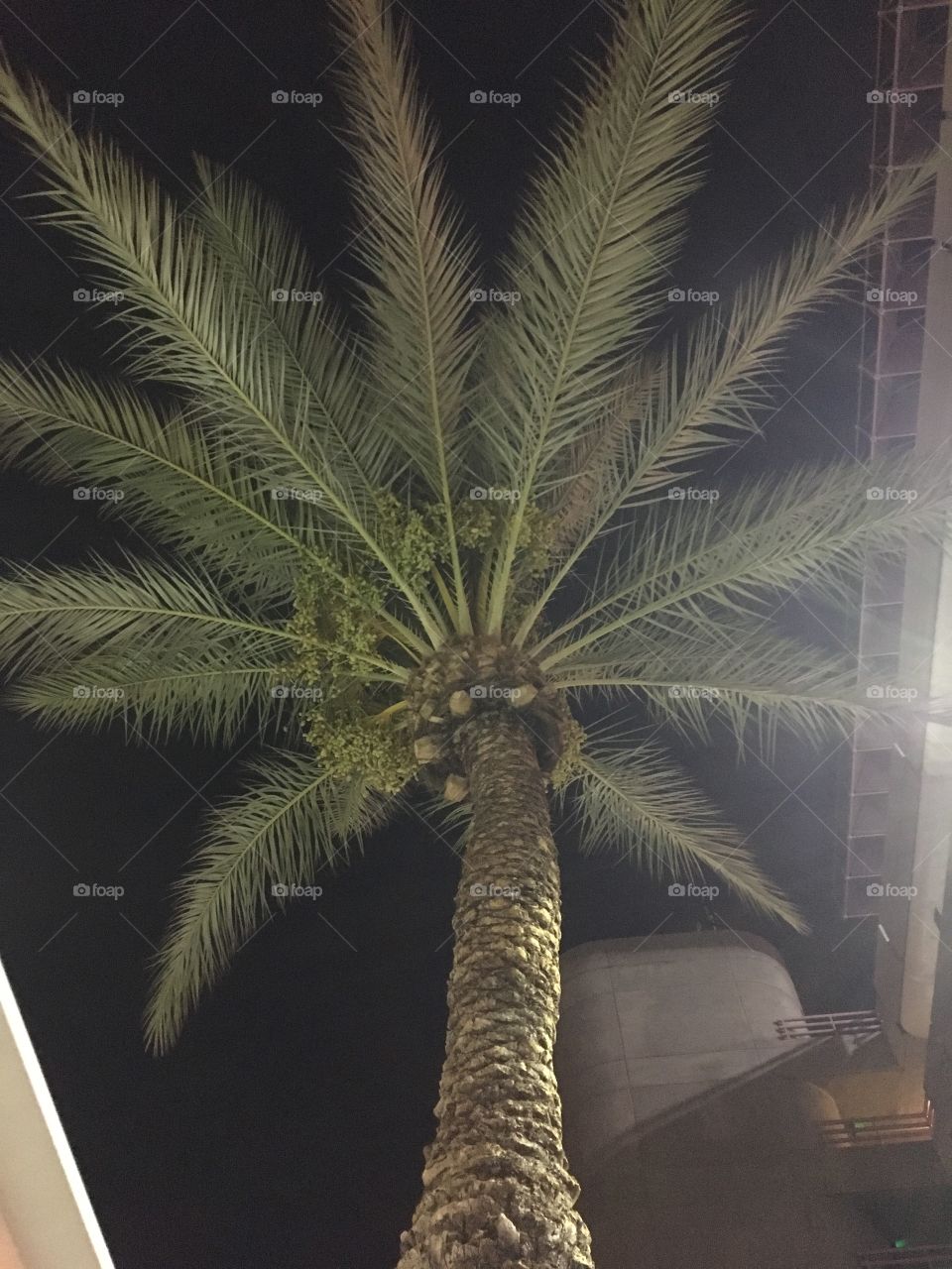 Vegas Palm