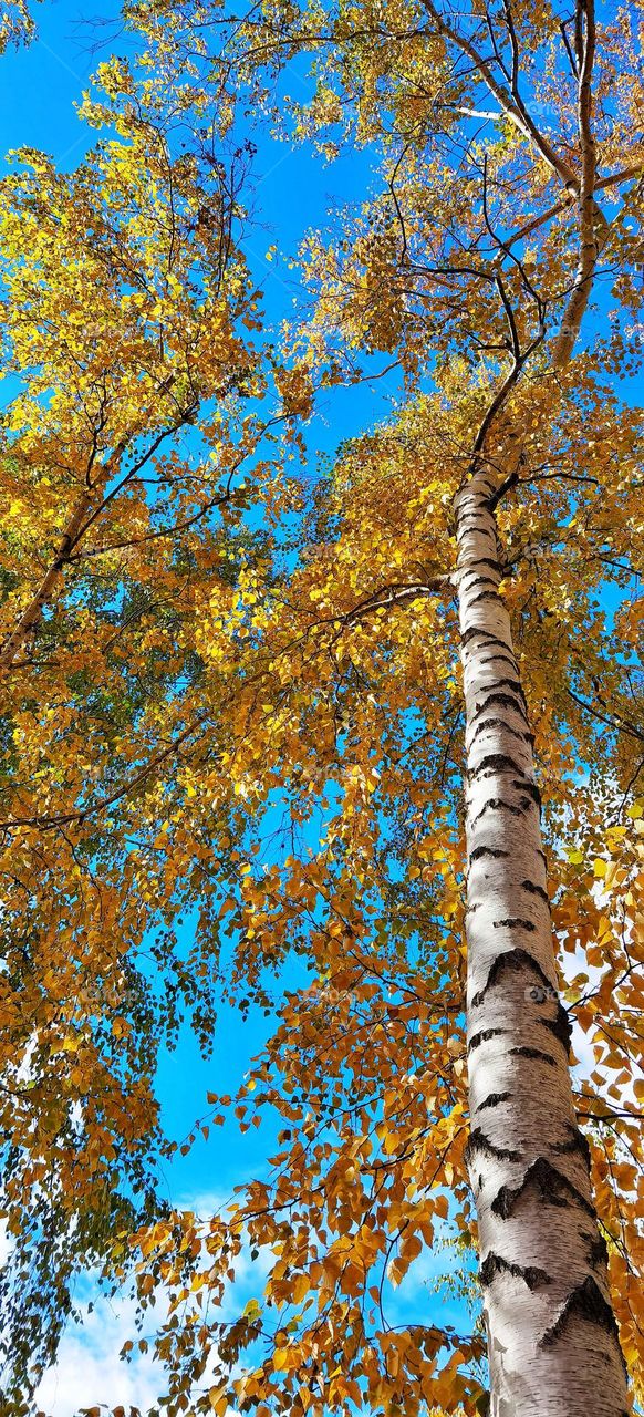 Birch tree