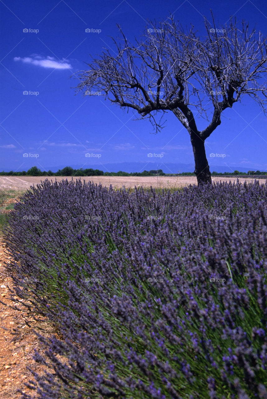 Lavender. Provence