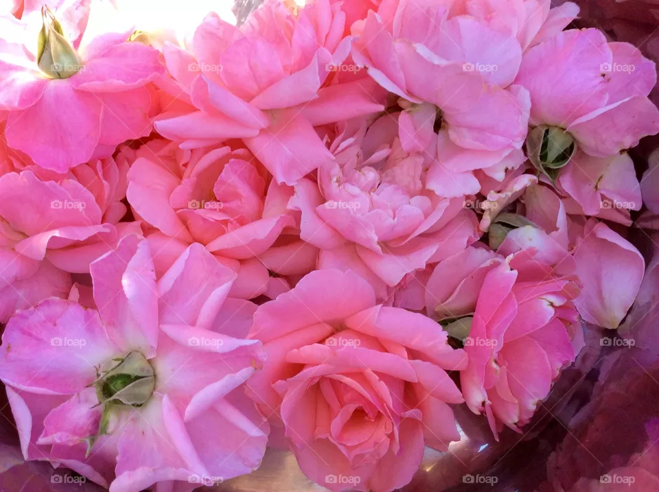 Roses