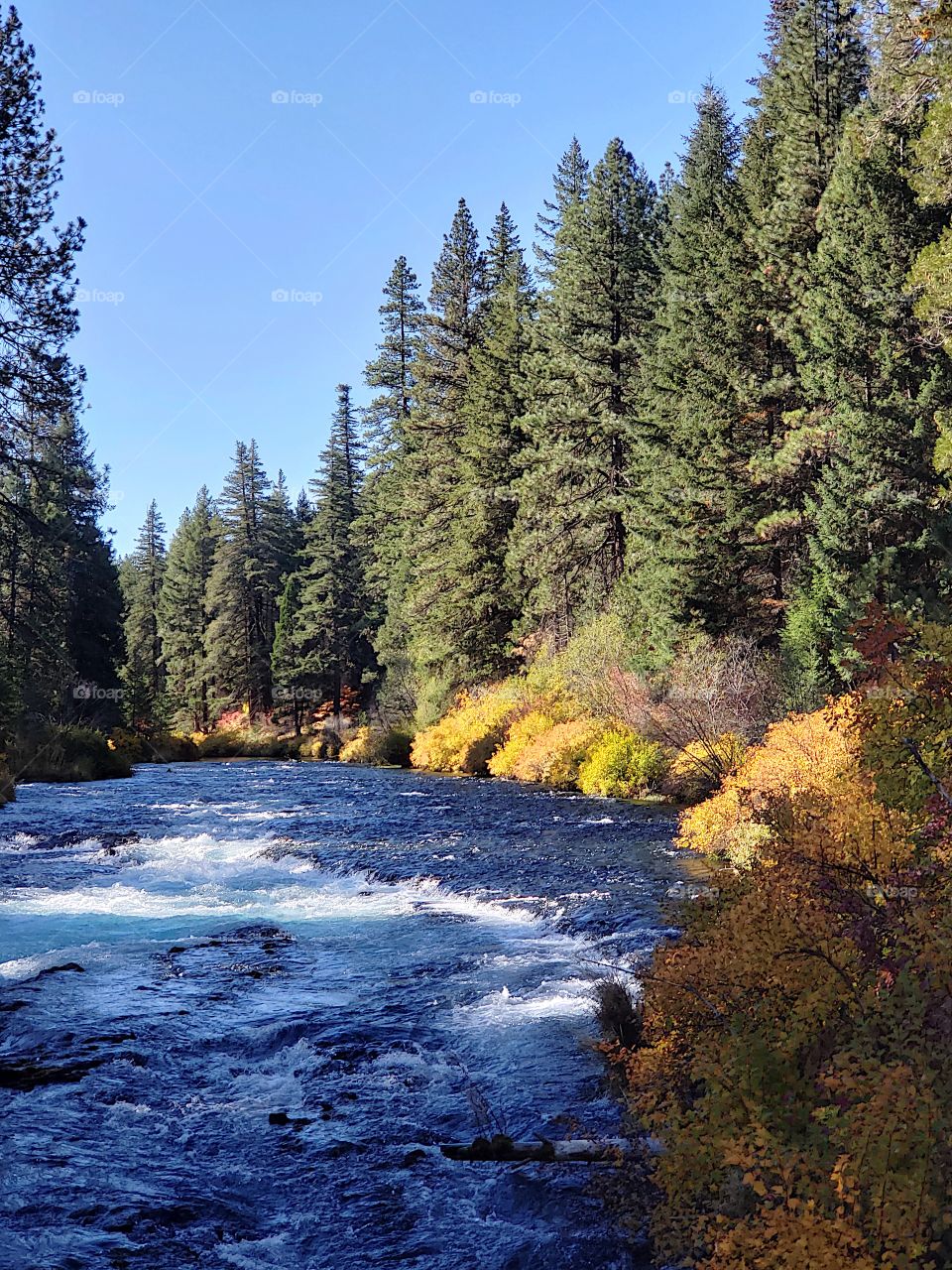 Stunning fall colors on the riverbanks of the turquoise waters of the Metolius River at Wizard Falls in Central Oregon on a sunny autumn morning.