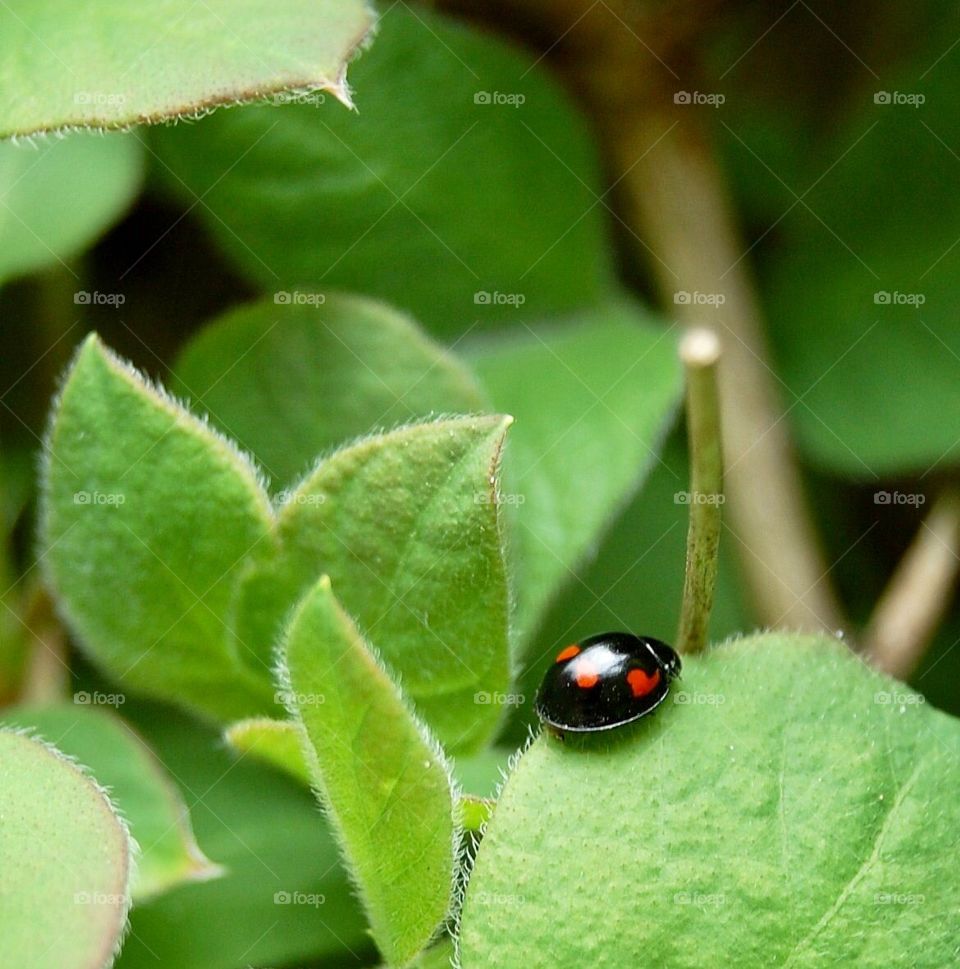Melanie two-spot ladybird in close detail sitting on a leaf