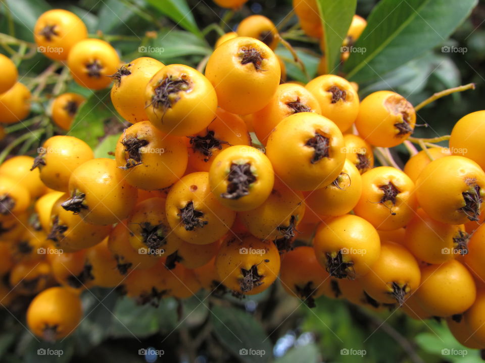 these orange berries look like mini pumpkins