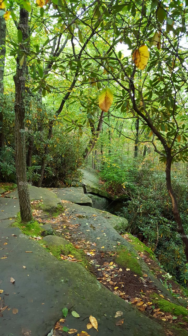 Landscape showing trees growing up through boulders in the early fall.