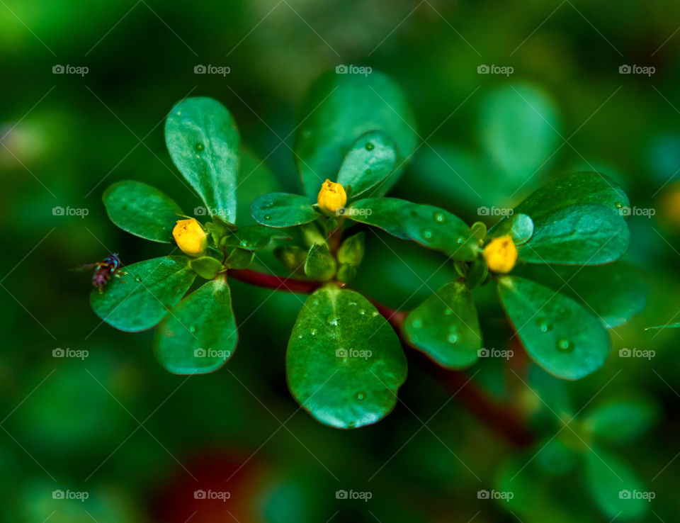 Floral Photography - Common purslane