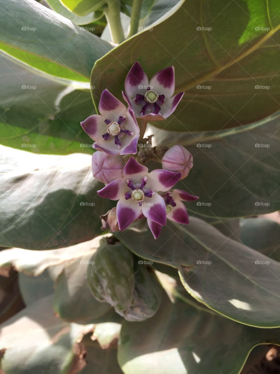 Flower in Terra Boa