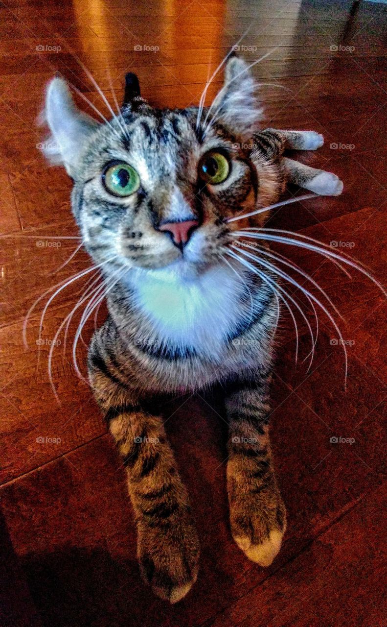 curly eared cat