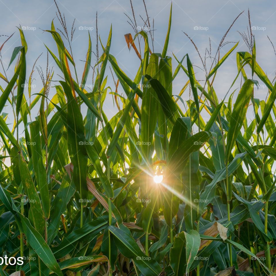 sunburst  thru the corn. shoot at sunset  thru the corn fields