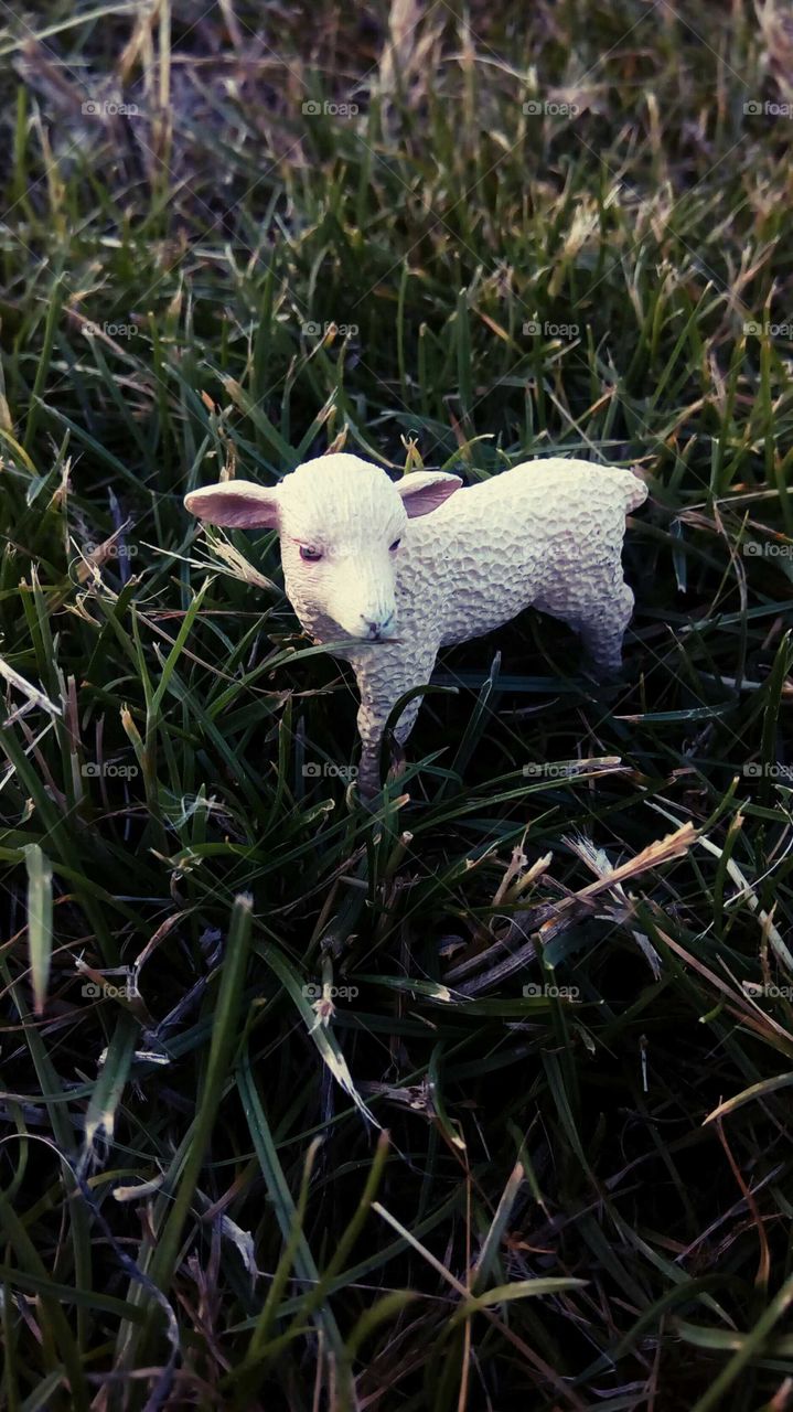 Lamb is grazing in the field
