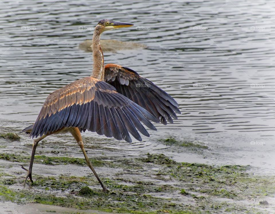 Great blue heron