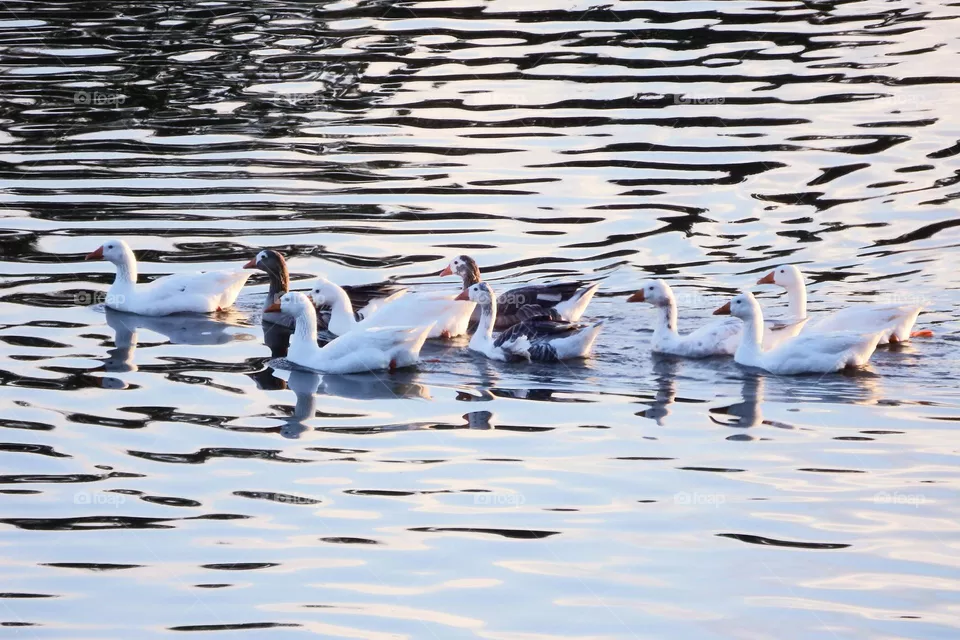 ducks on a river