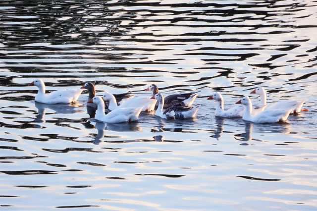 ducks on a river