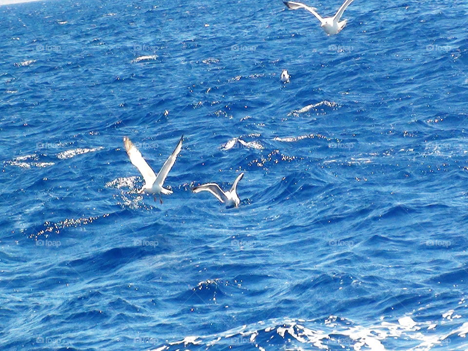 Охота на рыбу