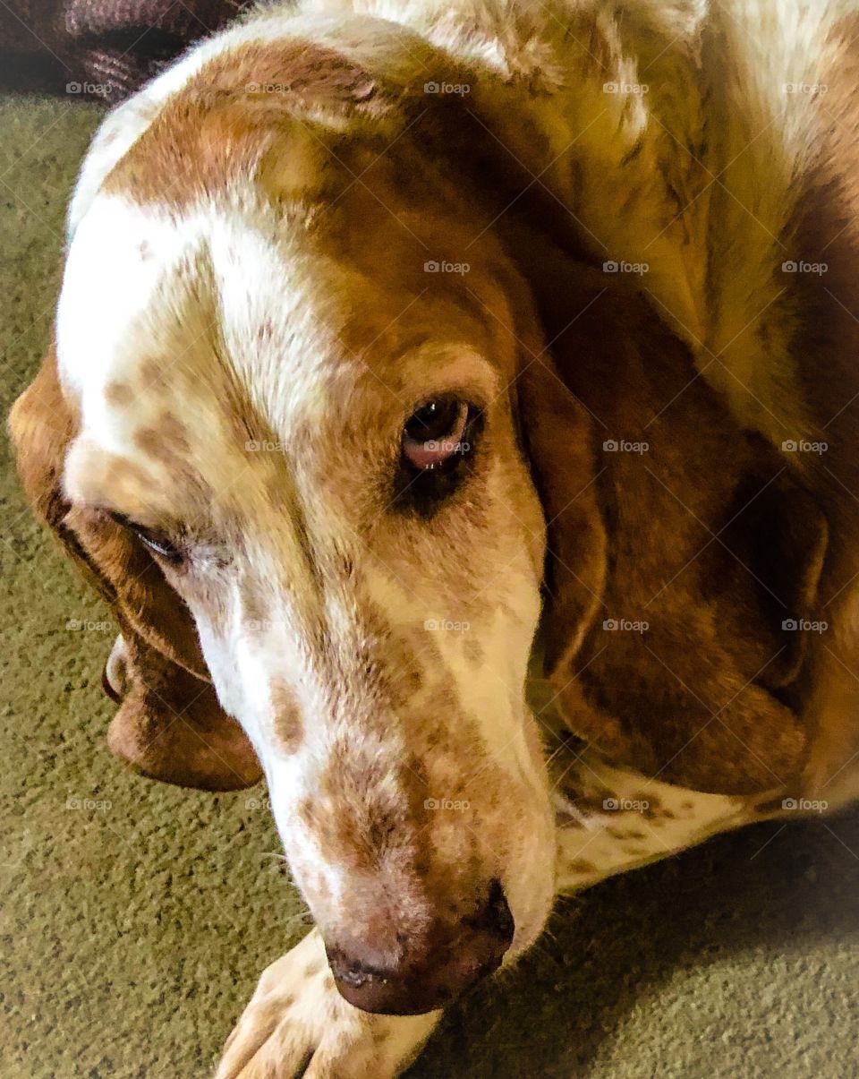 My handsome basset hound William