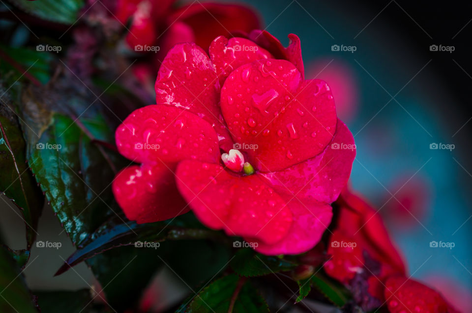 Extreme close-up of rose