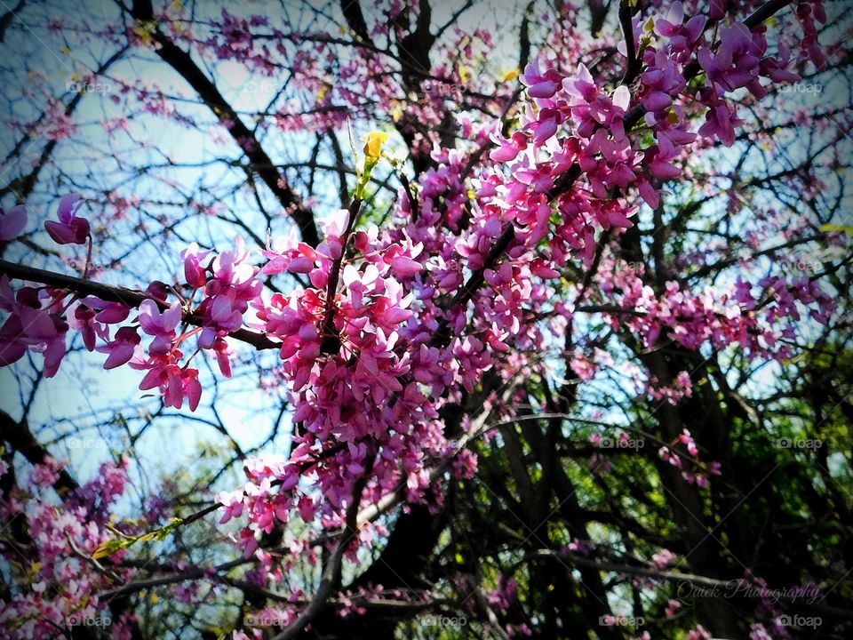 Blooms Of Spring