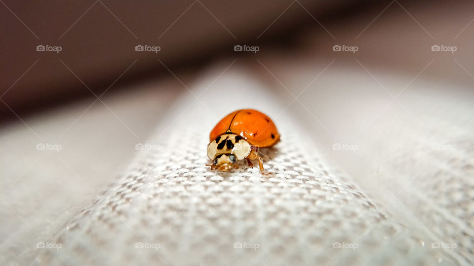 Ladybug in the curtain