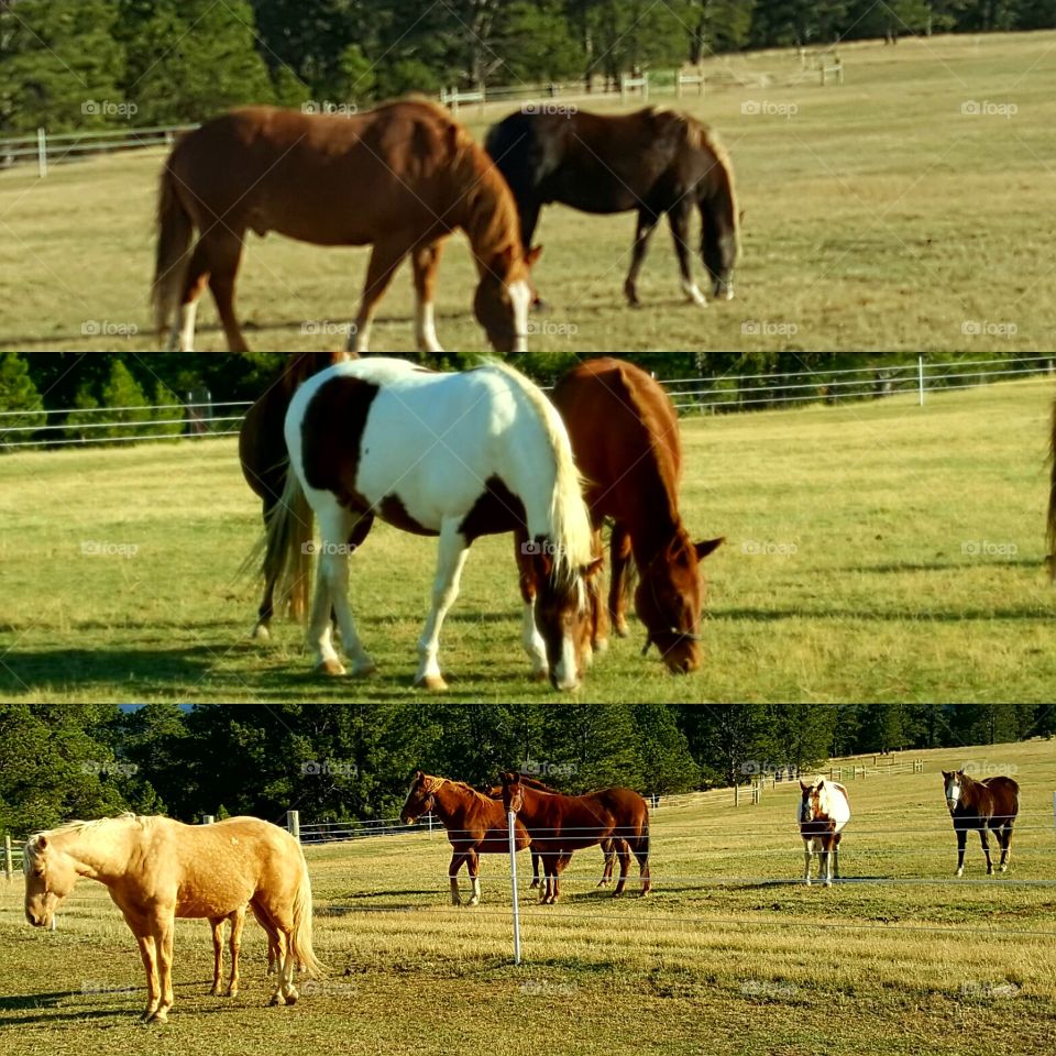 All the horses