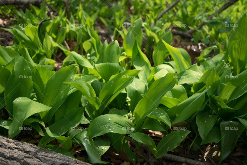 Golden Hour entry. High Park Toronto Onatrio. Taken around 8 am