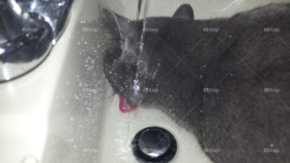 Cat Drinking From Sink