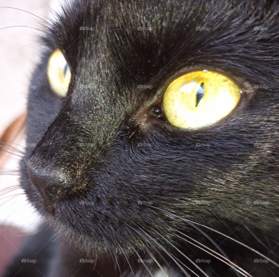 mobile series: animal