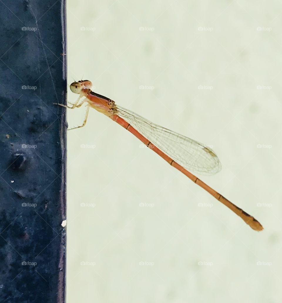 Orange dragonfly 