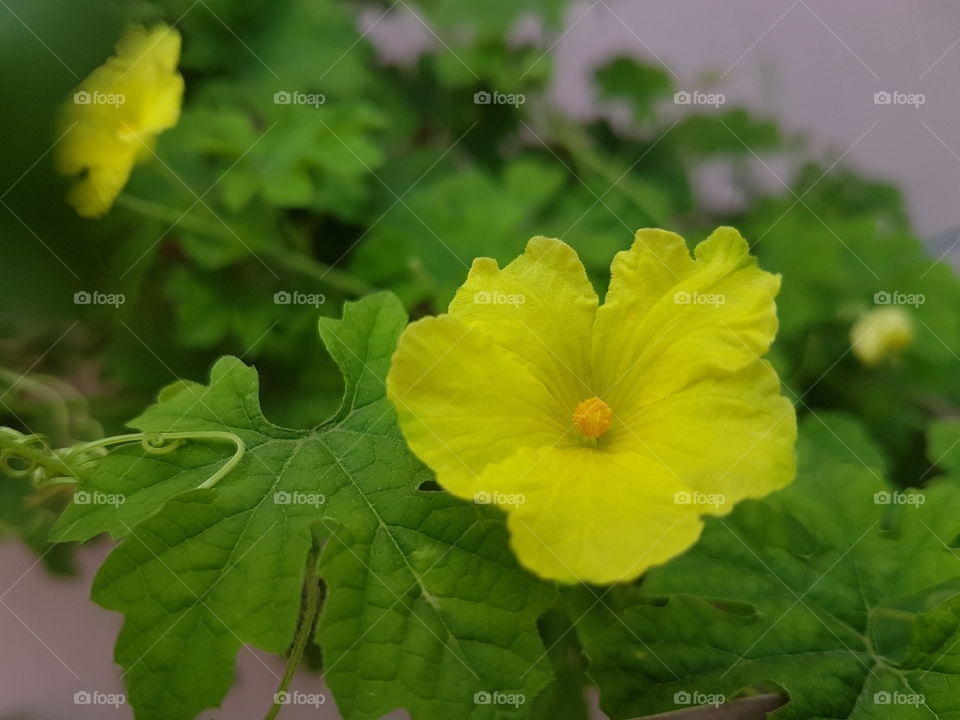 yellow flower