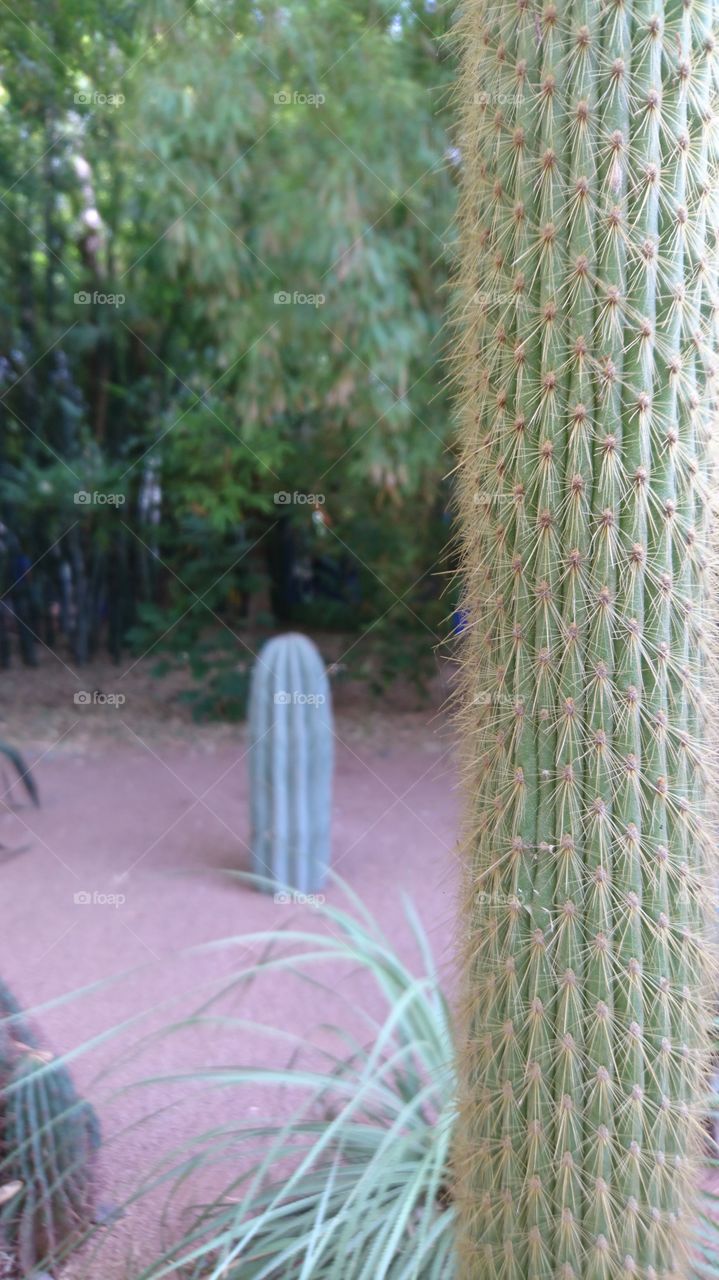 Beautiful 🌵 cactus in Majorelle garden in the city of Marrakech, Morocco
