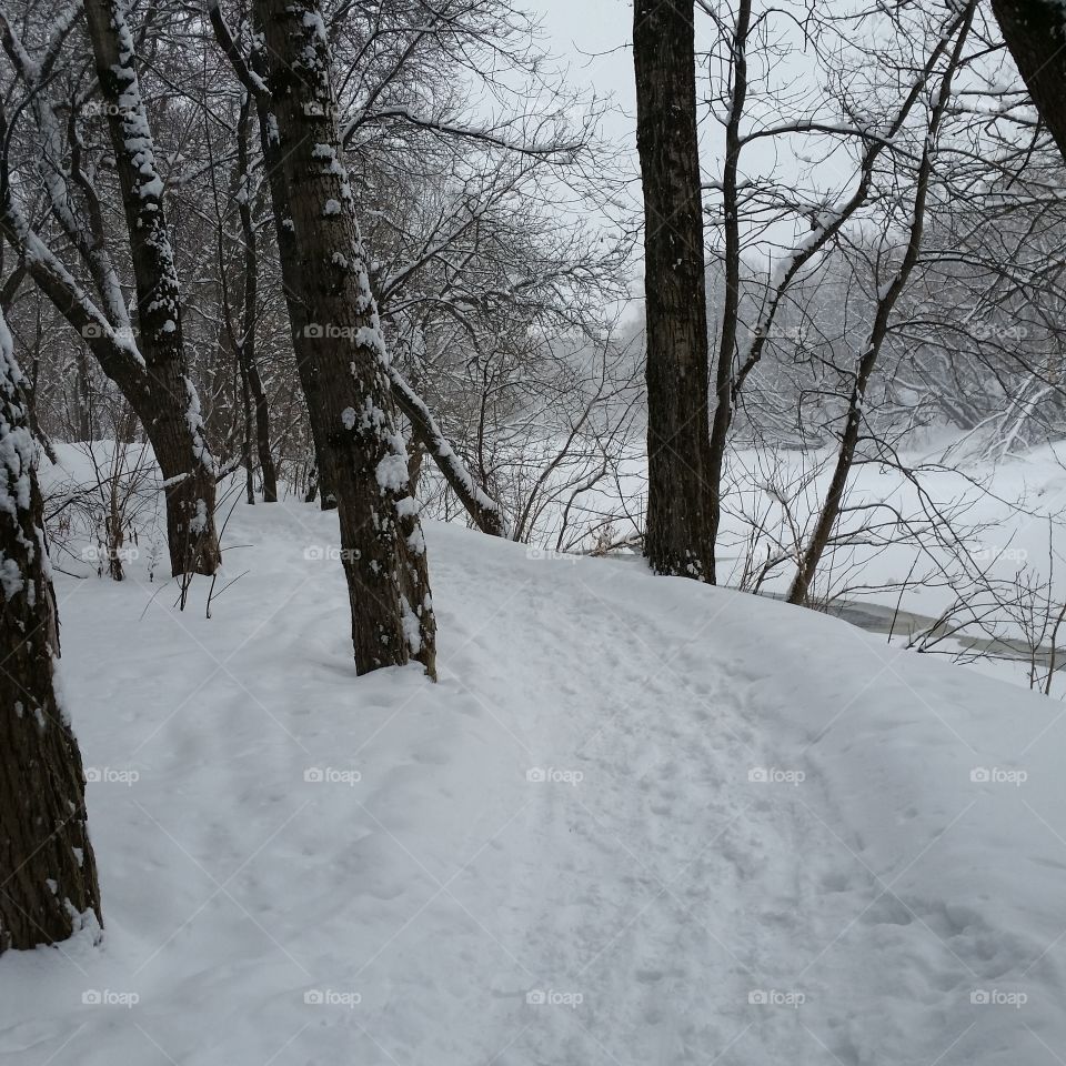 winter forest Québec