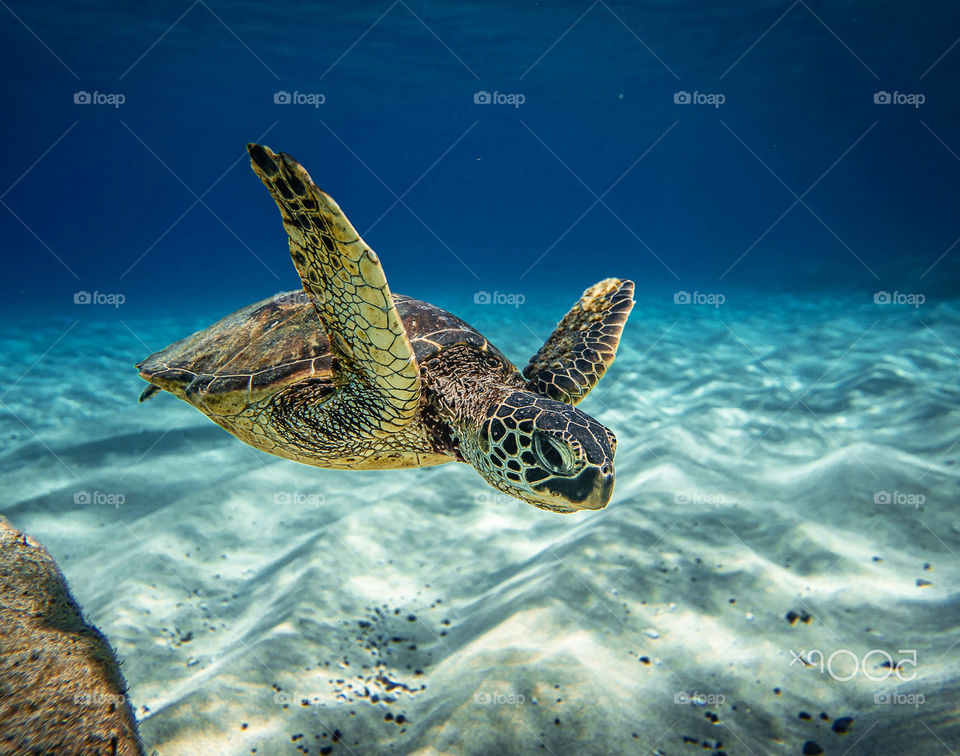 Underwater pictures around the world