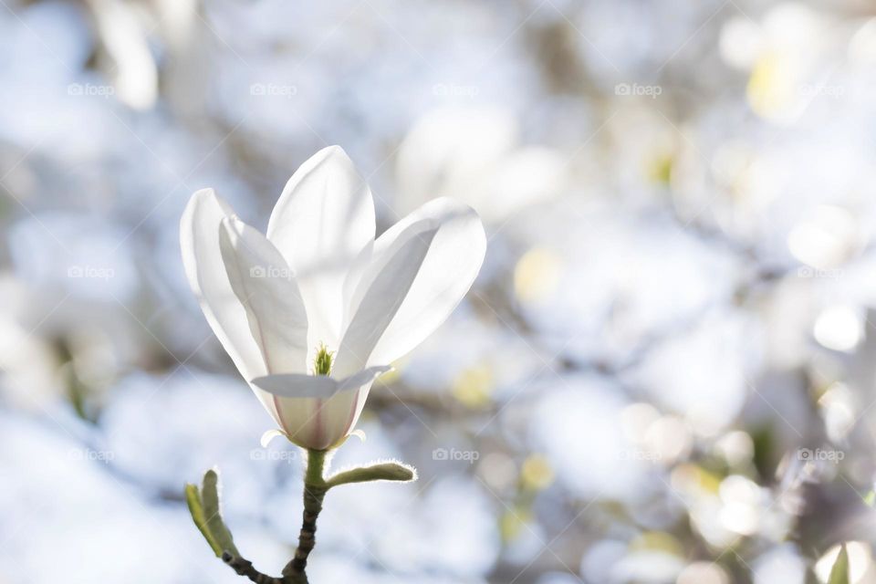 Closeup of sun shining on one beautiful white blooming magnolia flower in a blooming tree in spring 