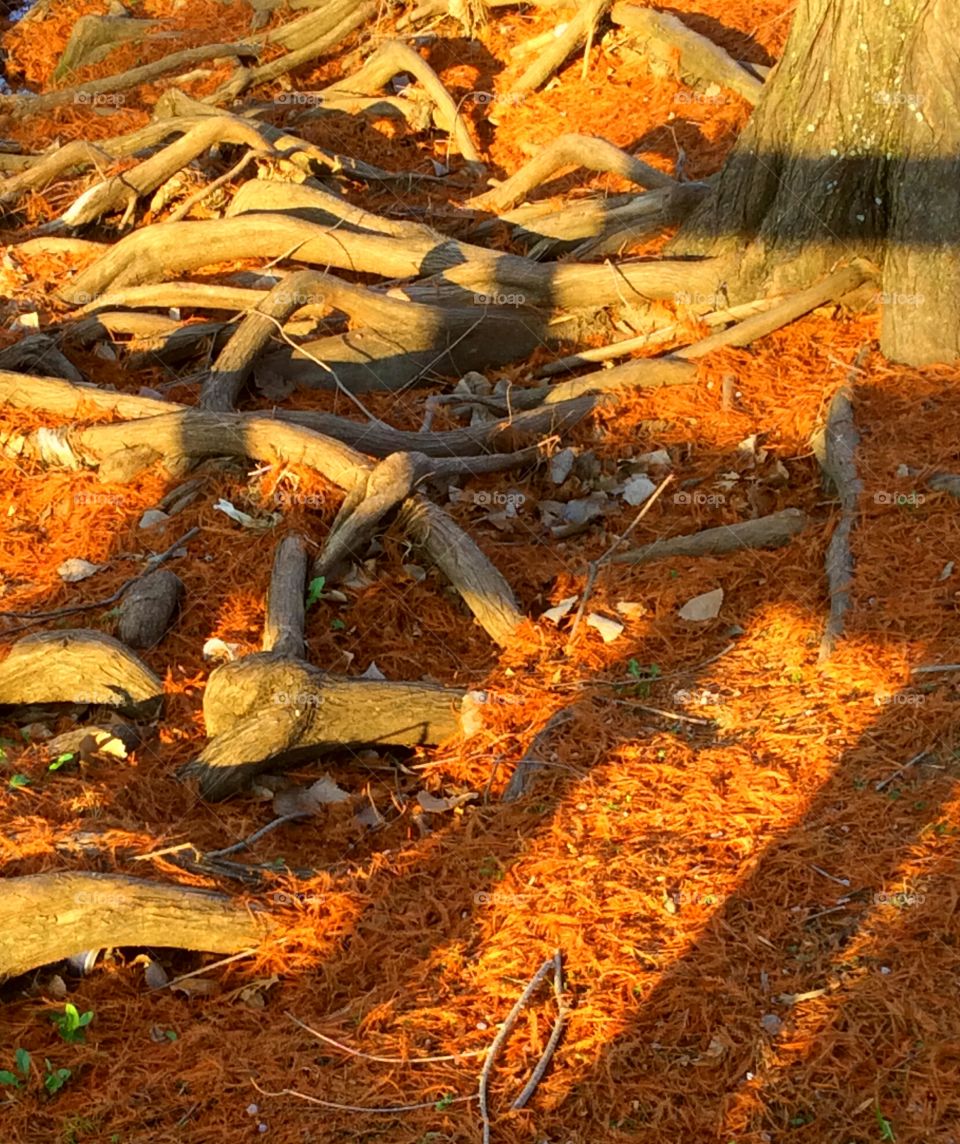 Collection of Tree Roots