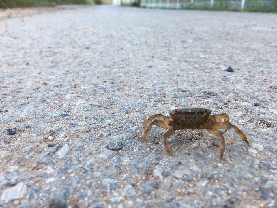 Crab
field crab
Thai field crab
Blue crab

