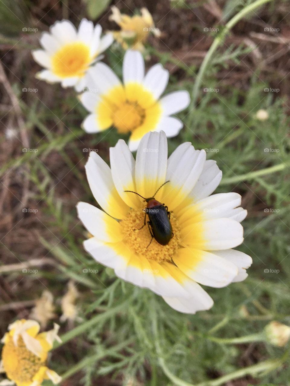 Insect in heart of flower 