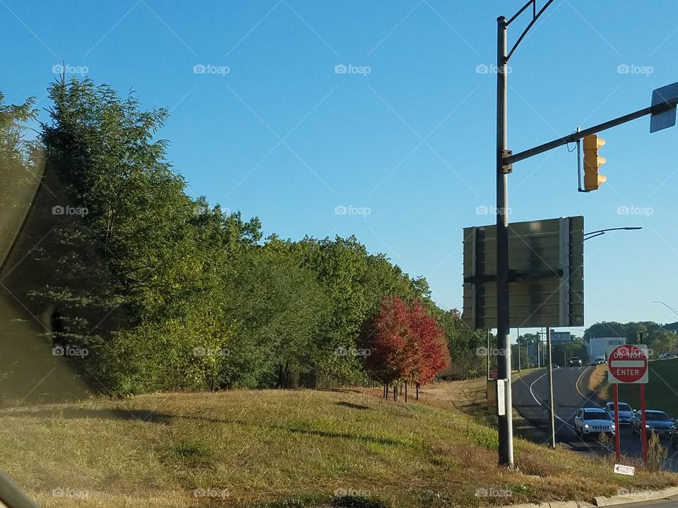 red tree in fall season