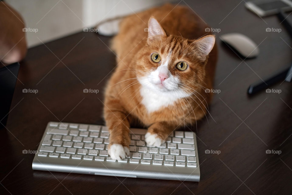The red cat lays on white keyboard. Ginger fluffy kitty bothers to its owner. Cute pat behavior