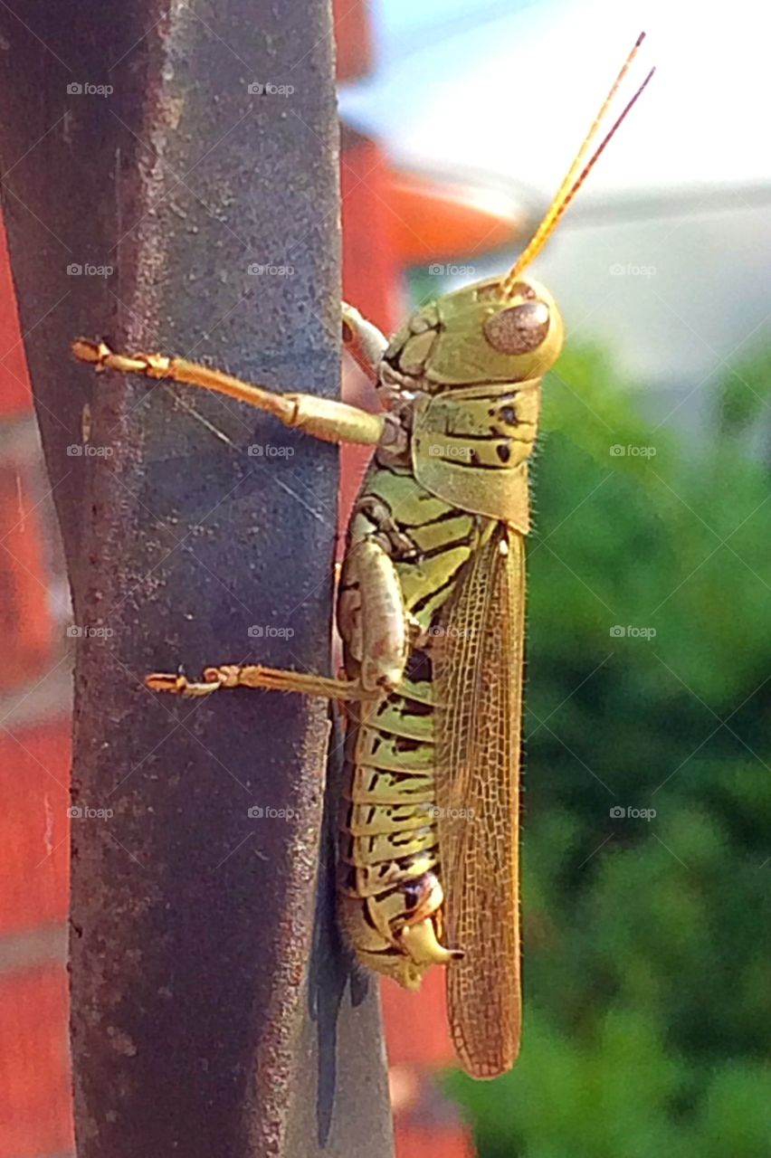 Grasshopper up close 