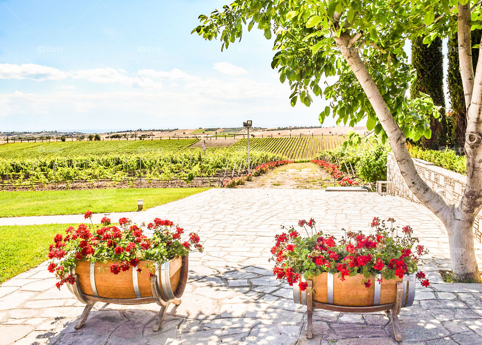 Vivid Vineyard Field And Red Flowers