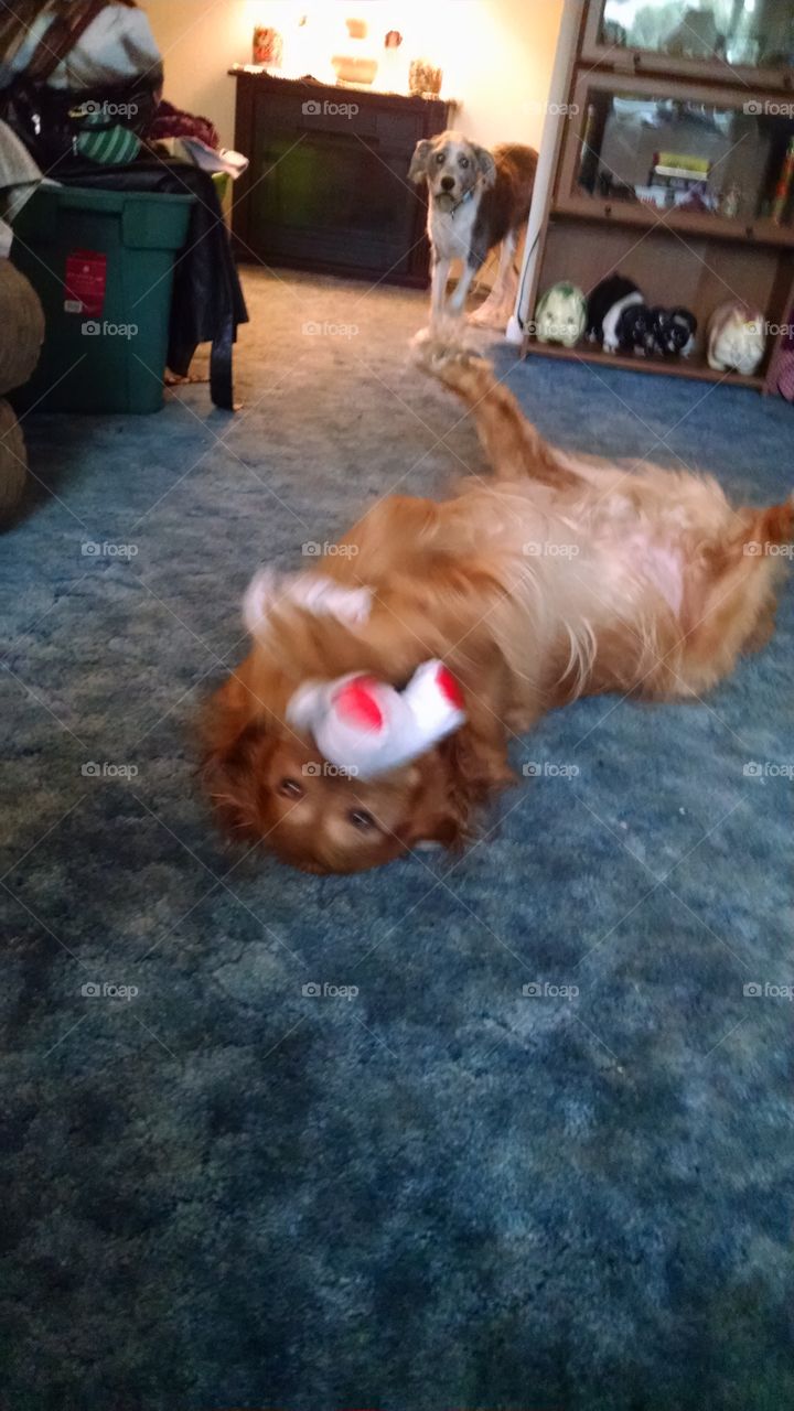 playing with my teddy