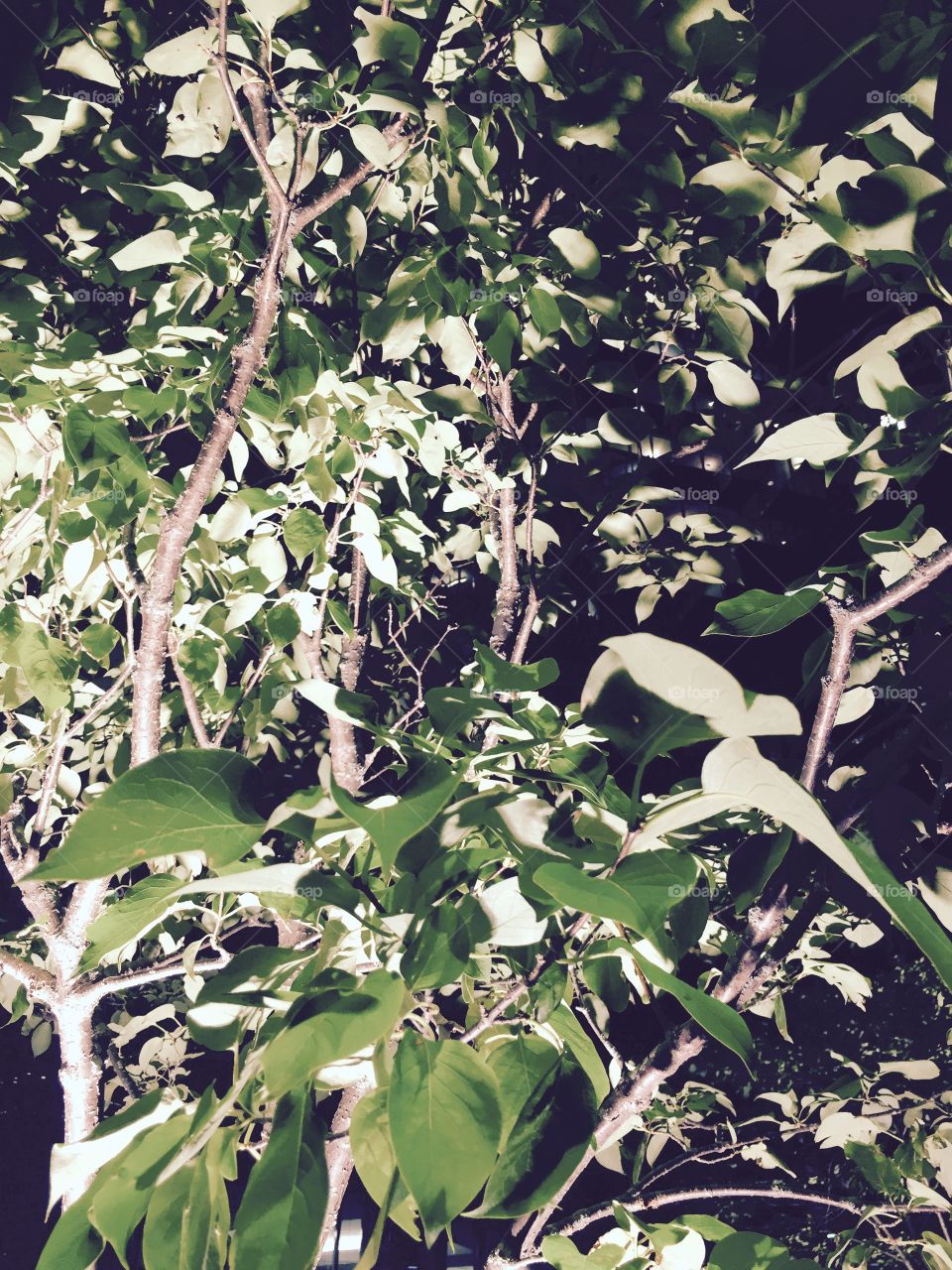 Tree, lit from below, downtown Montréa