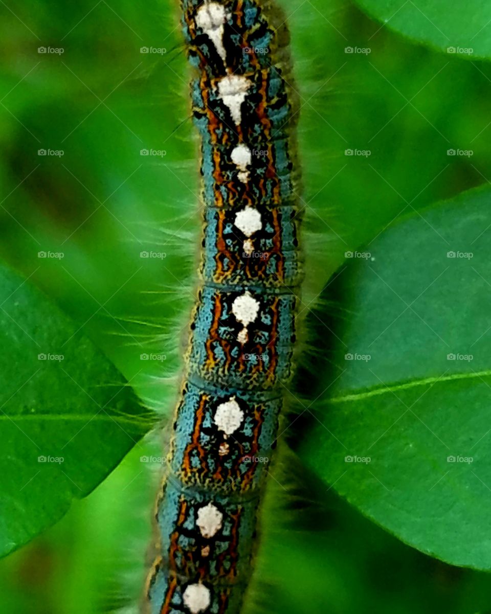 Caterpillar, Larva, Insect, Butterfly, Moth