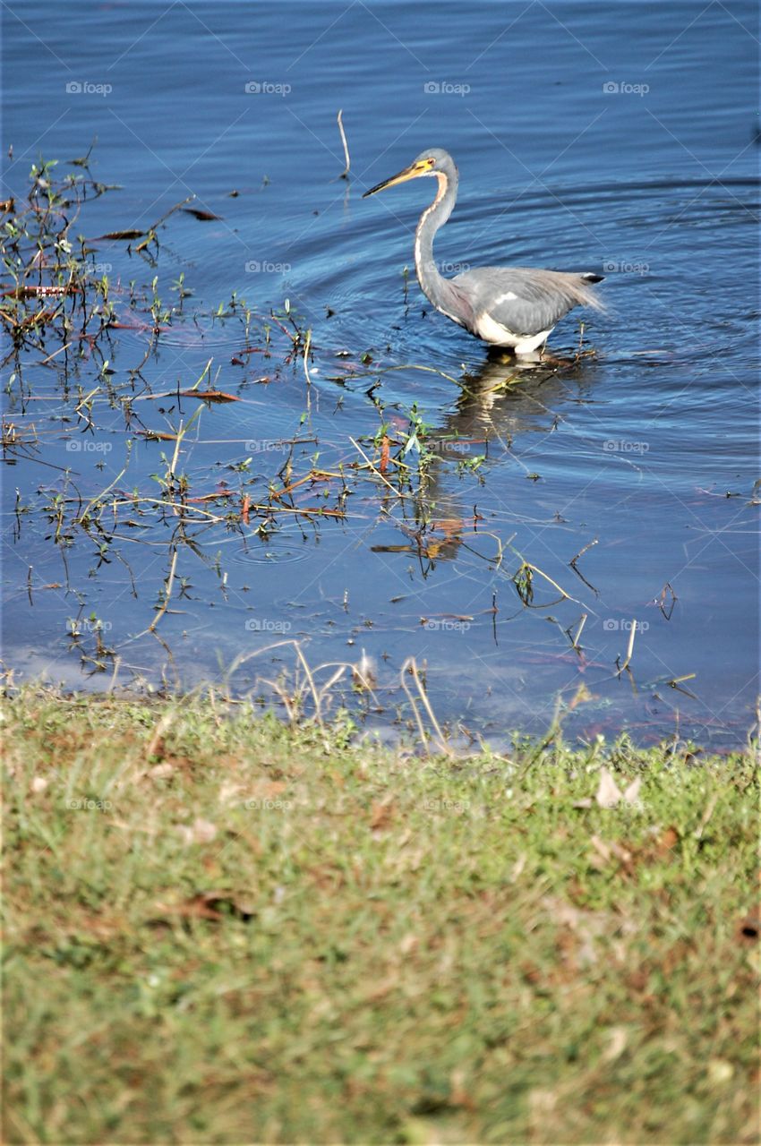 Blue Heron I think 