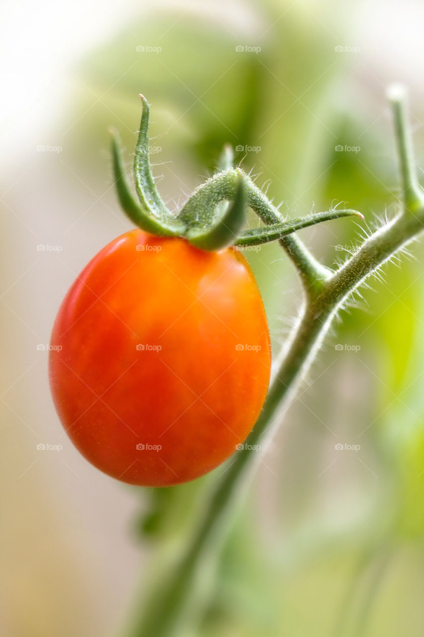 Lonely tomato