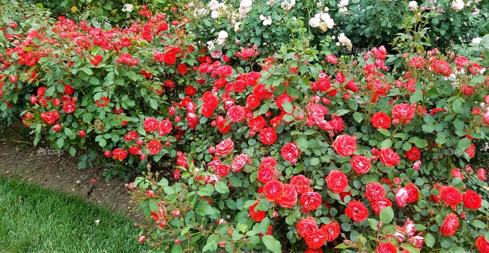 Flower Garden - Biltmore