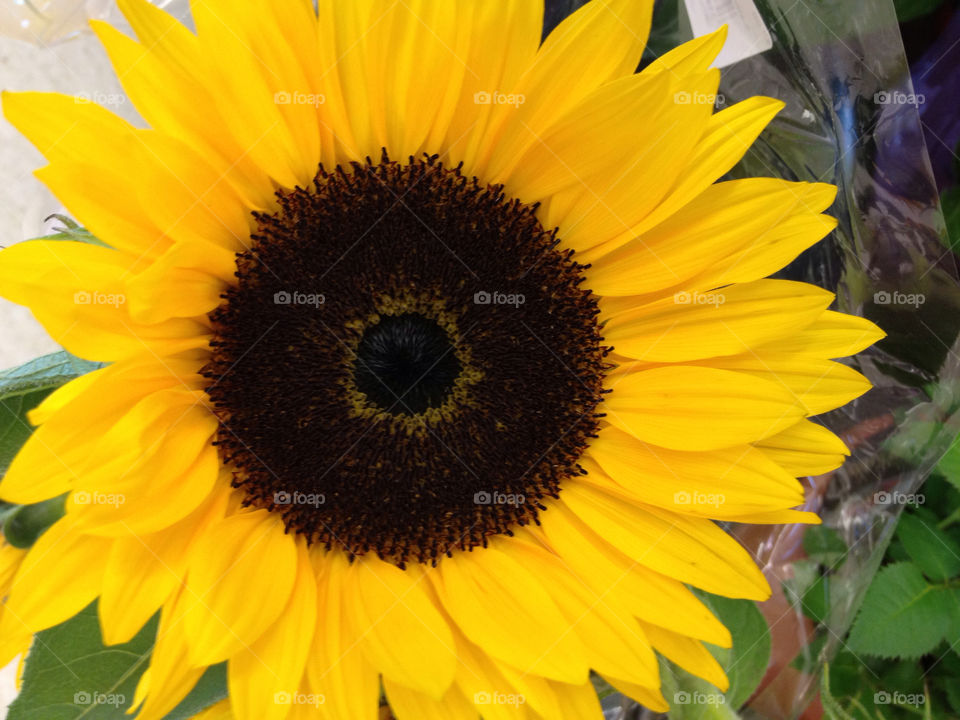 yellow flower brown sunflower by jmh