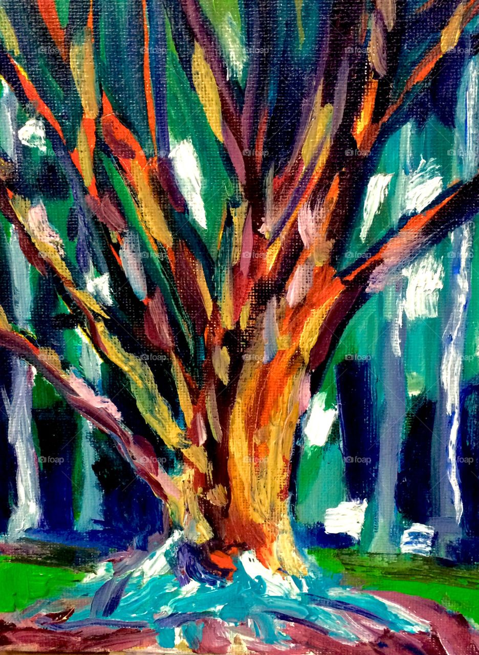 Oil sketch  Acer Griseum from China New York botanical garden 2900 Southern Blvd., Bronx, NY 10458