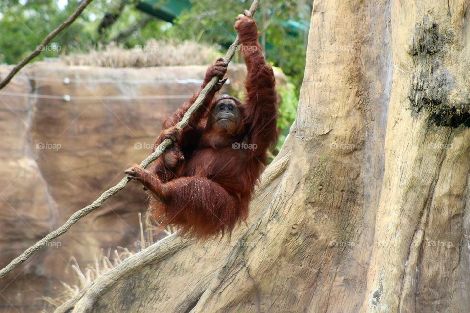 Orangutan 