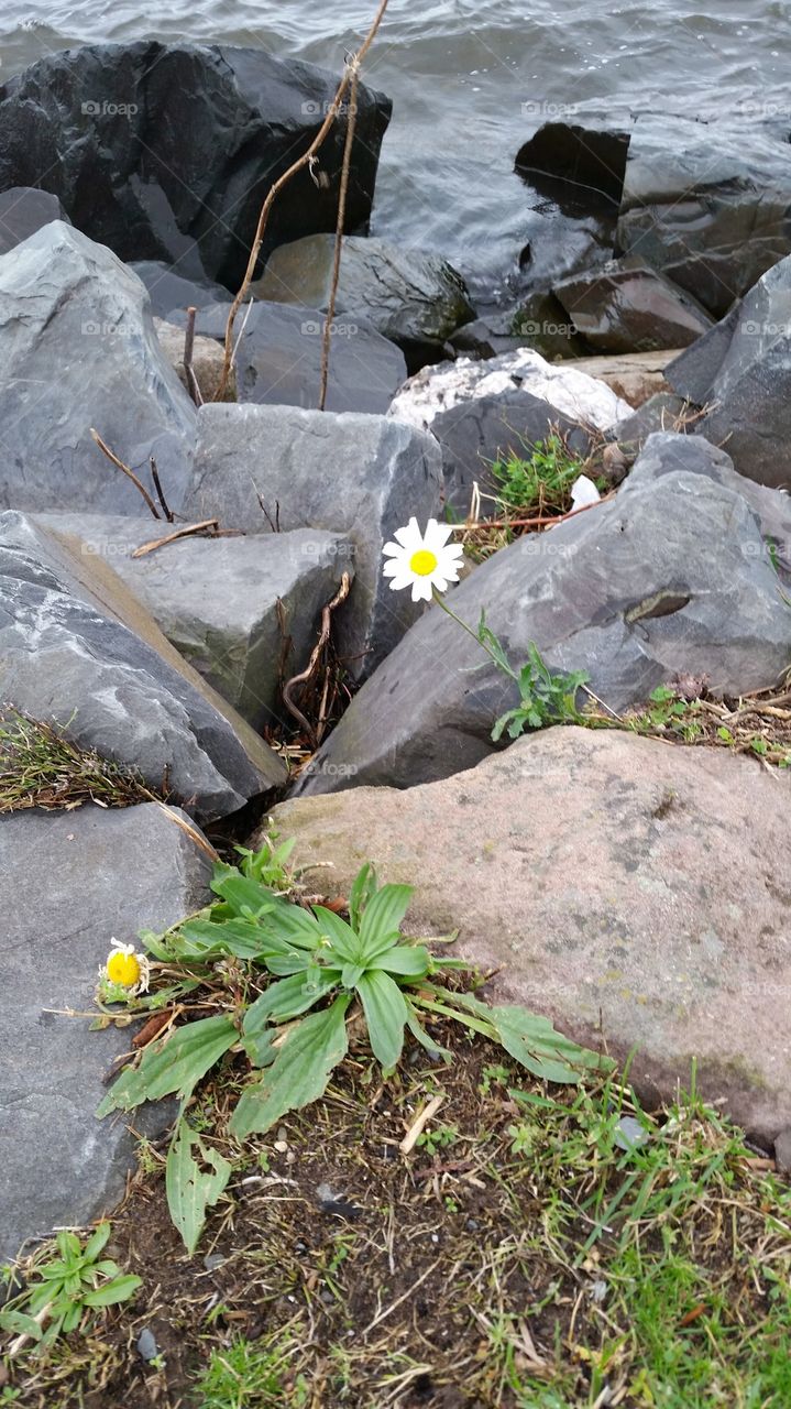 between the rocks
