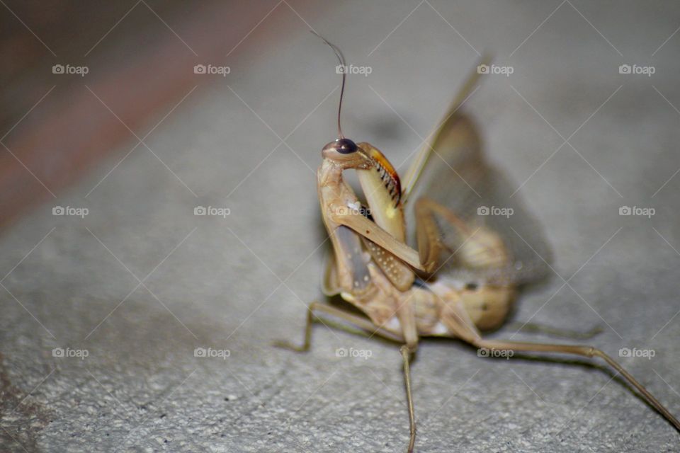 Macro Praying Mantis