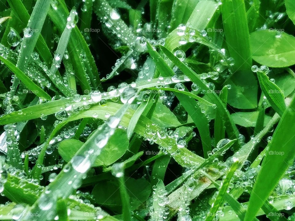 raindrops on grass blades